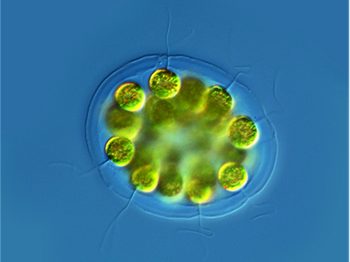 Microscopic view of modern algae