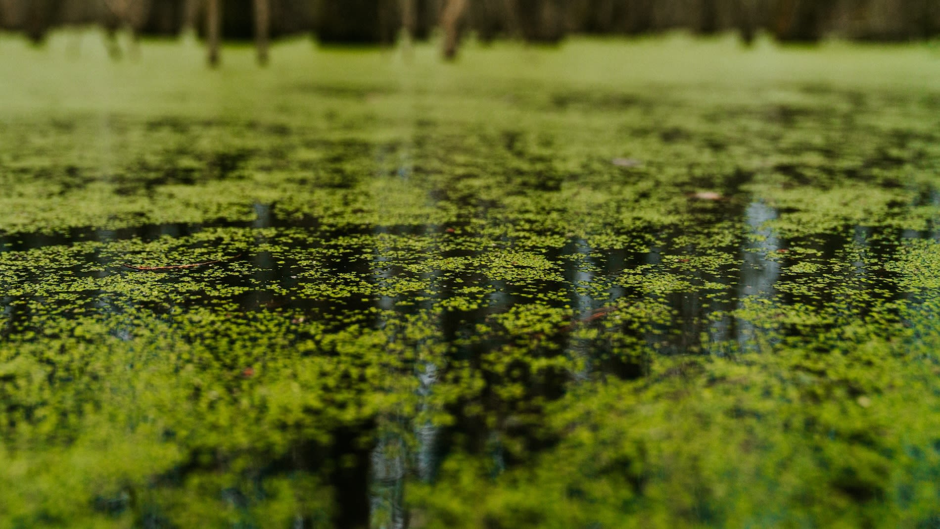 Green moss on the side of a rock in a pond